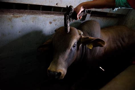 pôrno com animais